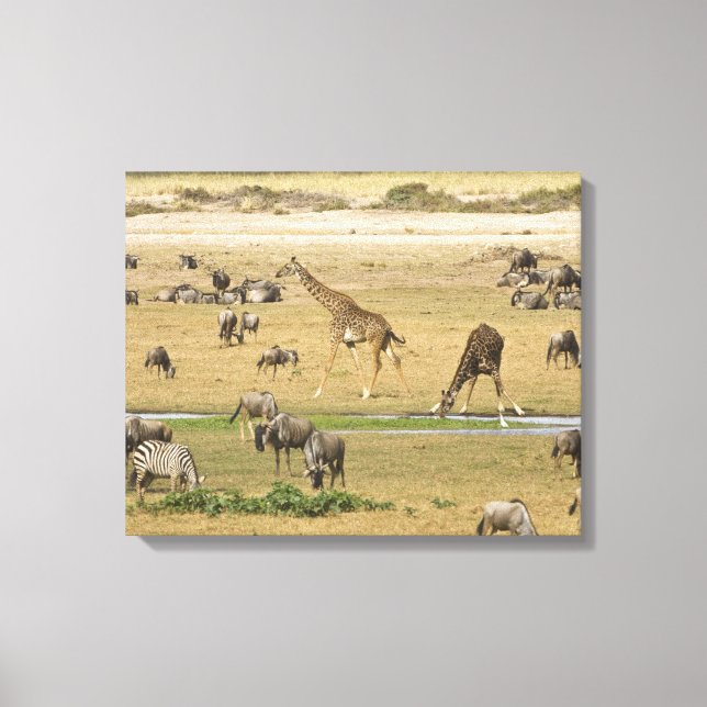 Impressão Em Tela Gnus, Zebras e Girafas (Frente)