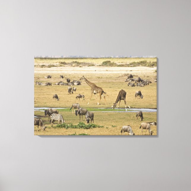 Impressão Em Tela Gnus, Zebras e Girafas (Frente)