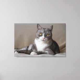 Impressão Em Tela Golden Gaze: Elegant Grey and White Tabby Cat Port