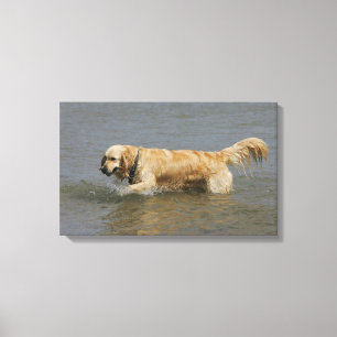 Impressão Em Tela Golden retriever na água
