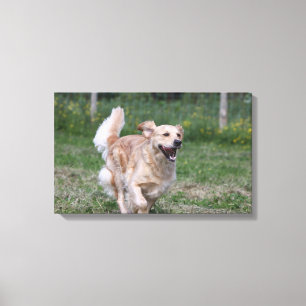 Impressão Em Tela Golden retriever que funciona 1