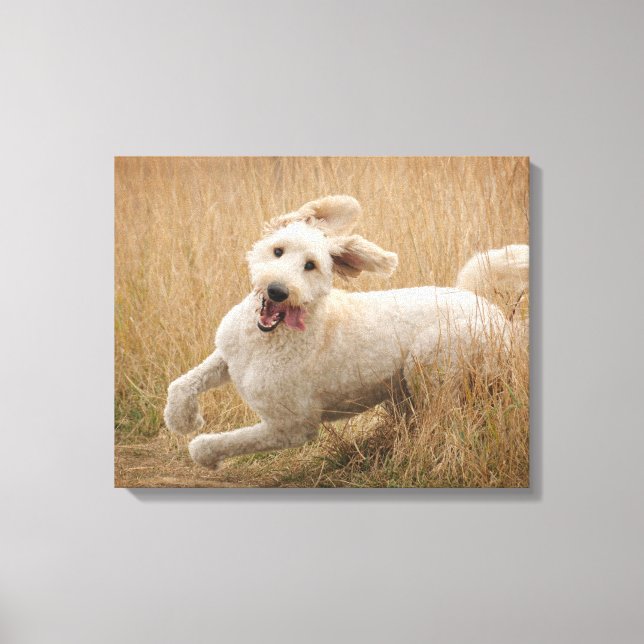 Impressão Em Tela Goldendoodle Passa Pela Grama (Frente)