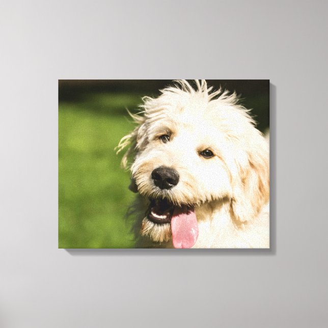 Impressão Em Tela Goldendoodle Puppy (Frente)