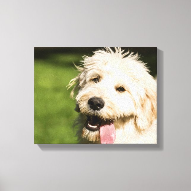 Impressão Em Tela Goldendoodle Puppy (Frente)