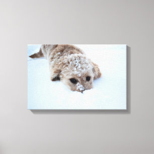 Impressão Em Tela Goldendoododododle Com Nariz Na Neve