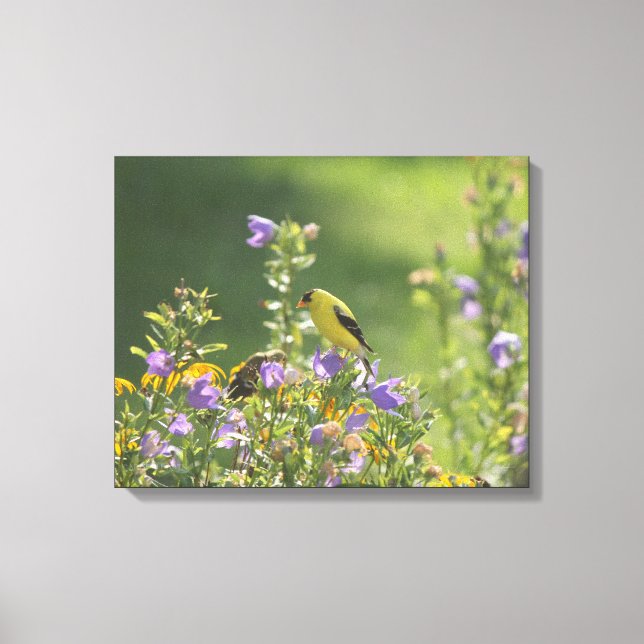 Impressão Em Tela Goldfinch em uma Flor Harebell (Frente)