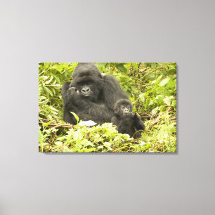 Impressão Em Tela Gorila-da-montanha, Gorilla beringei (anteriorment