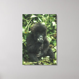 Impressão Em Tela Gorila da Montanha, (Gorilla gorilla beringei),