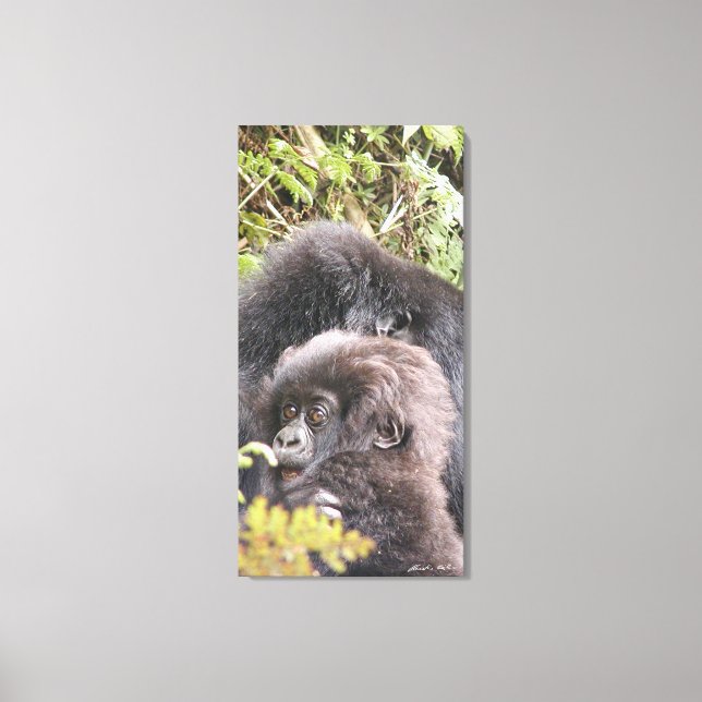 Impressão Em Tela Gorilla Baby 20 x 40 pol. Quadro (Frente)