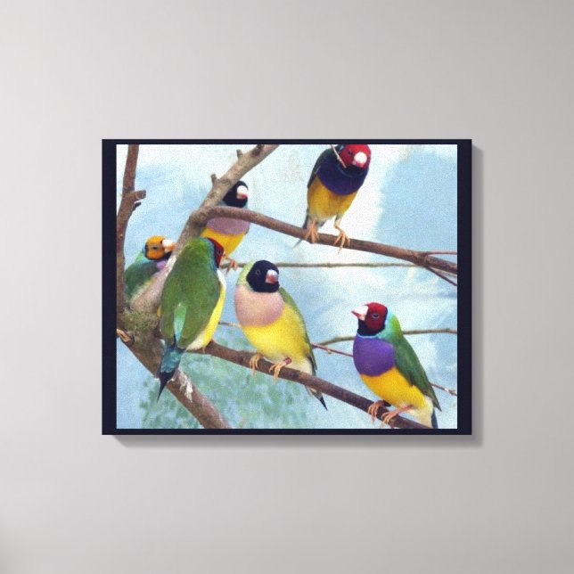 Impressão Em Tela Gouldian Finches (Frente)
