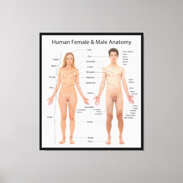 Impressão Em Tela Gráfico de Anatomia Básica das Mulheres Humanas e  (Frente)