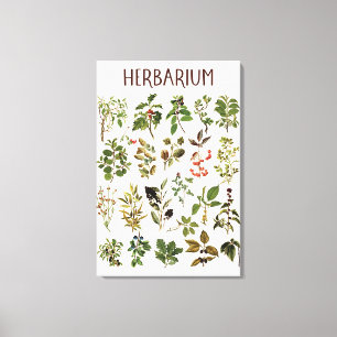 Impressão Em Tela Gráfico de Planta Verde de Herbário Vintage