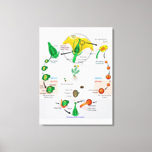 Impressão Em Tela Gráfico do Ciclo de Vida do Angiospermo da Planta 