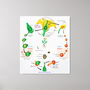 Impressão Em Tela Gráfico do Ciclo de Vida do Angiospermo da Planta 