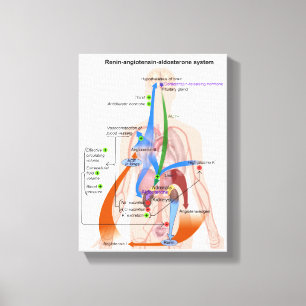 Impressão Em Tela Gráfico do Sistema Renina-Angiotensina Diagrama do