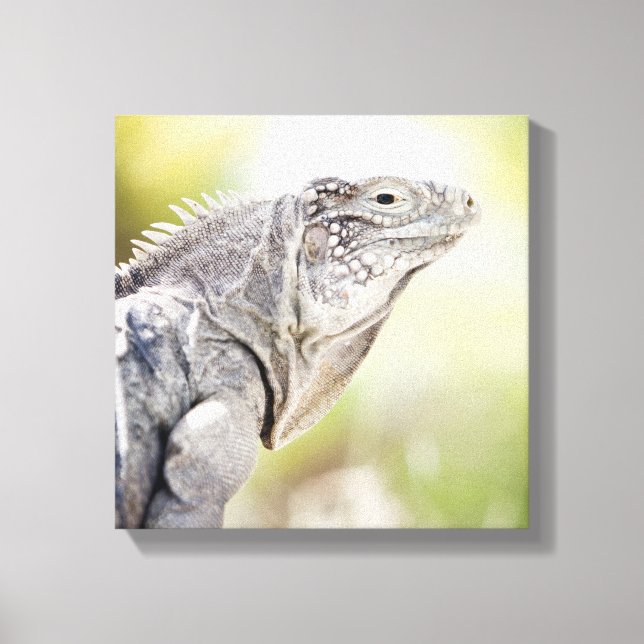 Impressão Em Tela Grande Iguana verde se abaixando ao sol (Frente)