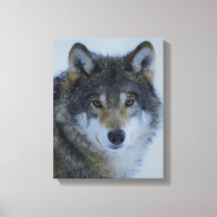 Impressão Em Tela Grande Lobo de Cinza Bela na natureza