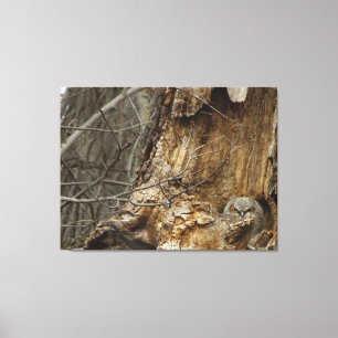 Impressão Em Tela Grande Owlet Horned - fotografia dos animais