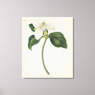 Impressão Em Tela Grande Trillium florescido