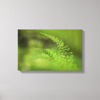 Green Fern Frond Nature Foto