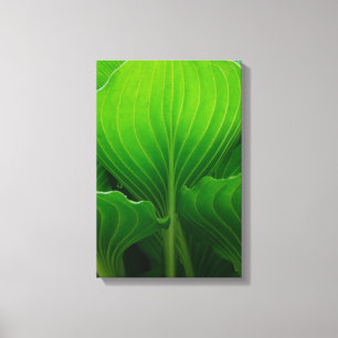 Impressão Em Tela Green Hosta Folaves