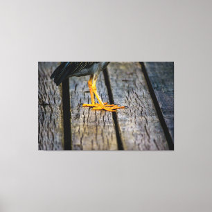 Impressão Em Tela Grip of the Socó: Striking Detail of Nature at Diq