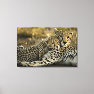 Impressão Em Tela Guepardo, Acinonyx jubatus, com filhote no Masai 2