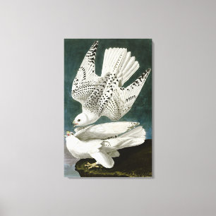 Impressão Em Tela Gyfalcon de John Audubon