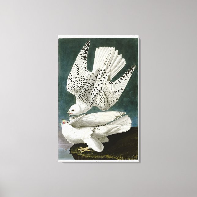 Impressão Em Tela Gyrfalcon Fine Art de John Audubon (Frente)