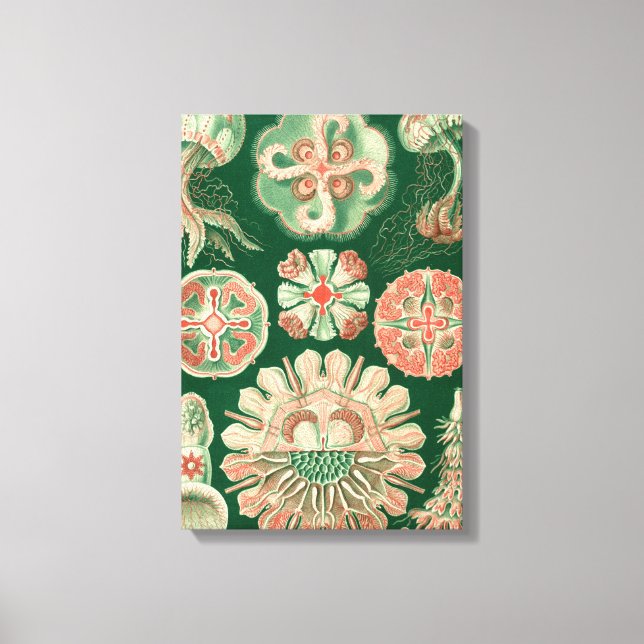 Impressão Em Tela Haeckel DisComune (Frente)