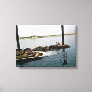 Impressão Em Tela Harbor Seals, Morro Bay, Califórnia