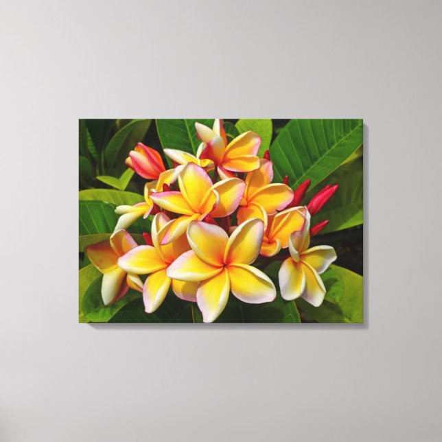 Impressão Em Tela Hawaiian Frangipani (Frente)