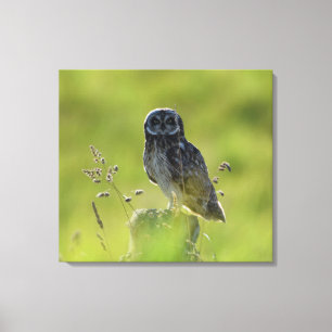 Impressão Em Tela Hawaiian Pueo