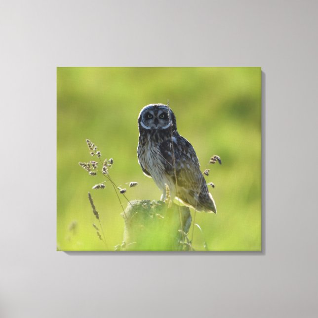 Impressão Em Tela Hawaiian Pueo (Frente)