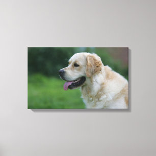 Impressão Em Tela Headshot 2 2 do golden retriever
