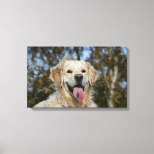 Impressão Em Tela Headshot 3 do golden retriever