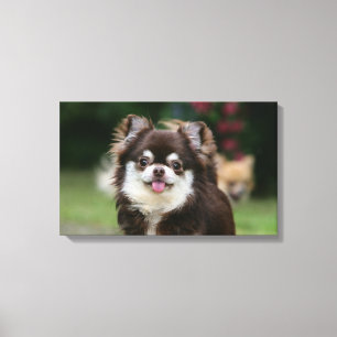 Impressão Em Tela Headshot de cabelos compridos 1 da chihuahua