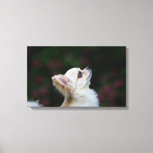 Impressão Em Tela Headshot de cabelos compridos 2 da chihuahua