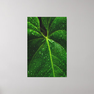 Impressão Em Tela "Heart-Shaped Rainforest Leaf with Raindrops"