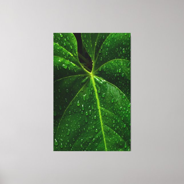 Impressão Em Tela "Heart-Shaped Rainforest Leaf with Raindrops" (Frente)