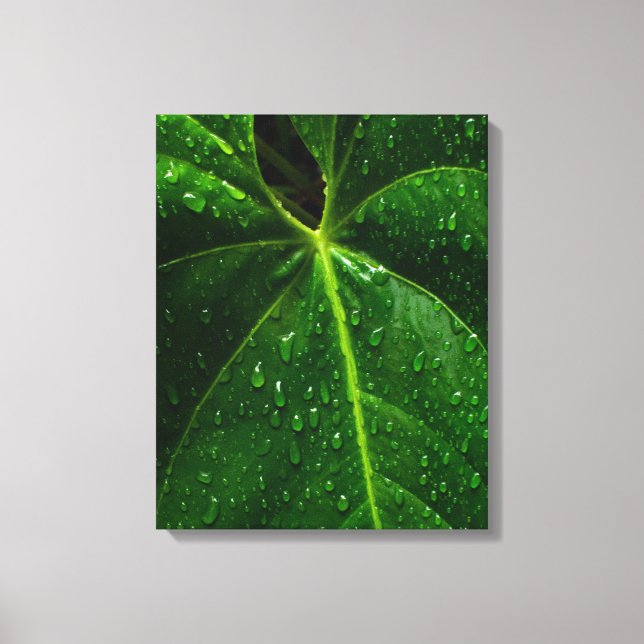 Impressão Em Tela "Heart-Shaped Rainforest Leaf with Raindrops" (Frente)
