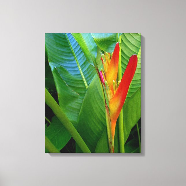 Impressão Em Tela Heliconia havaiana (Frente)