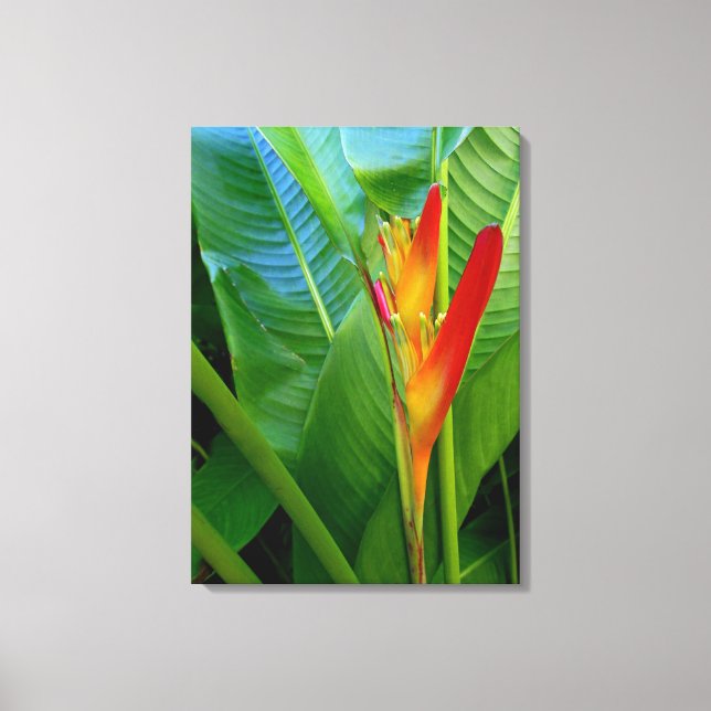 Impressão Em Tela Heliconia havaiana (Frente)
