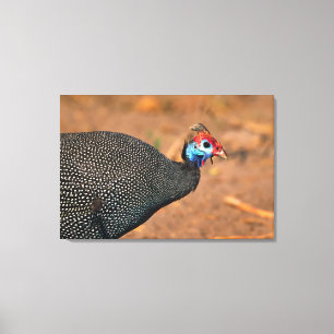 Impressão Em Tela Helmeted Guiné Fowl (Numida meleagris). África,