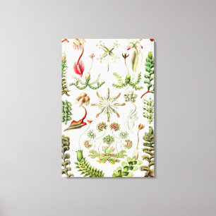 Impressão Em Tela Hepaticae Lebermoose por Ernst Haeckel