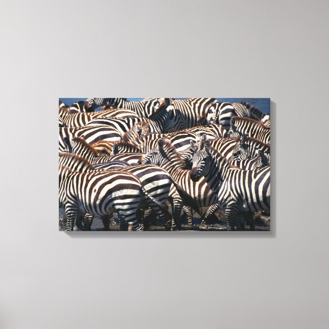 Impressão Em Tela Herança das zebras 2 (Frente)
