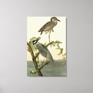 Impressão Em Tela Herão-de-coroa-amarela de Aves de Audubon da Améri