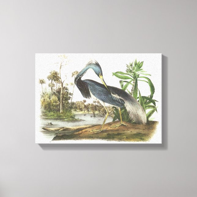 Impressão Em Tela Herão Tricolor de Audubon (Frente)