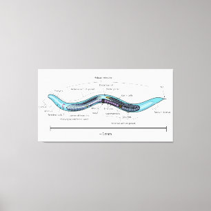 Impressão Em Tela Hermafrodita Nematoide Caenorhabditis elegans