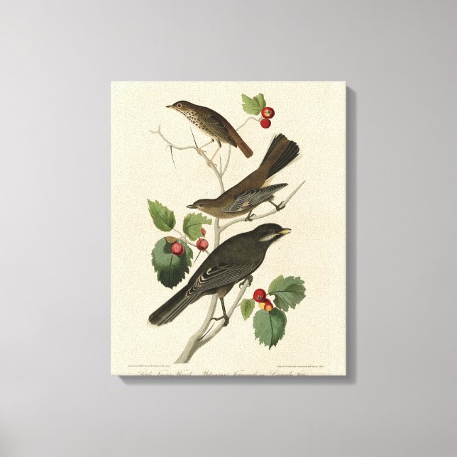 Impressão Em Tela Hermit Thrush, Cinza Jay Audubon's Birds of Americ (Frente)